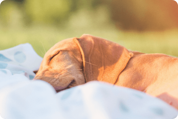 犬の寝顔